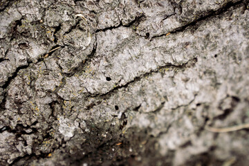 Oak Tree Texture 