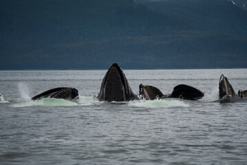 Fototapeta premium Humpback Whale feeding 1