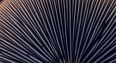 Obraz premium Macro Photograph of Indigo and Purple Mushroom Gills with Radial Texture