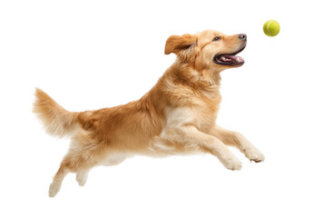 A joyful golden retriever leaps into the air to catch a bright green tennis ball. showcasing its playful spirit against a clean white background. perfect for pet-related content