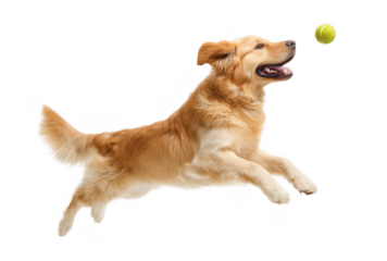 A joyful golden retriever leaps into the air to catch a bright green tennis ball. showcasing its playful spirit against a clean white background. perfect for pet-related content