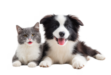 A playful dog and cat sitting together on a white background. showcasing their friendship and joy. ideal for pet care advertisements or animal companionship themes