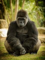 Gorilla sitting in lush green forest setting, natural light, earthy tones