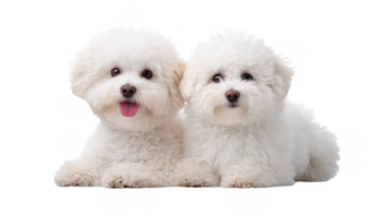 Two fluffy white dogs with playful expressions lying side by side on a clean. bright surface. creating a cheerful and inviting atmosphere. perfect for pet-related content