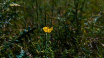 Single yellow flower in nature with blurred green grass background