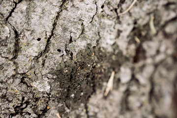 Oak Tree Textures 