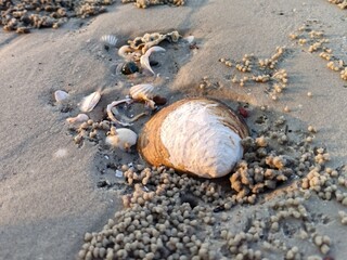 Seashells Scattered on a Sandy Beach During a Warm Sunny Day