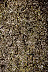 Oak Tree Textures 