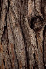 bark of a tree
