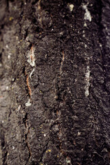 bark of a tree