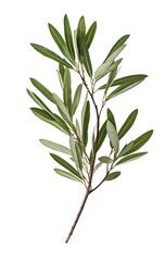 Fototapeta premium olive branch isolated on white background