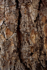 Tree Textures