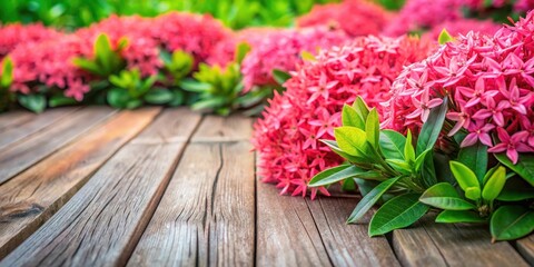 Vibrant pink blooms of Pink ixora chinensis flowers forming a lush carpet on a wooden floor