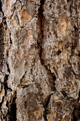 Tree Textures