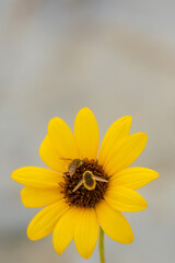 Small yellow sunflower with bee