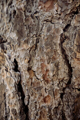 tree bark texture