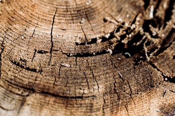 old wood texture