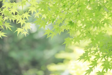 新緑の青もみじとキラキラの木漏れ日