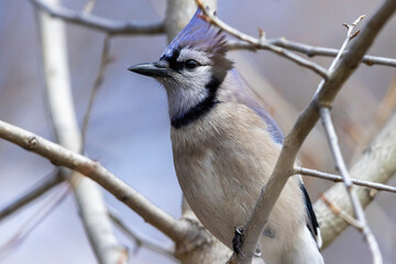 A wild blue jay perched in a tree in a park in Colorado.