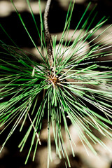 close up of a pine needles