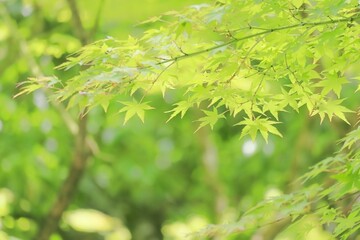 新緑の青モミジと木漏れ日