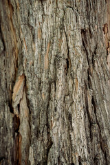 bark of a tree