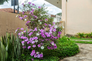 Small Manacá da Serra tree, in the garden of a residence in the city of Guarani, state of Minas Gerais, Brazil