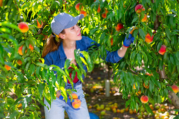 Skilled focused young workwoman working in summer farm fruit garden, harvesting ripe organic...