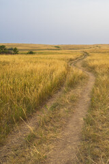 Prairie grasslands at Theodore Roosevelt National Park, North Dakota, USA