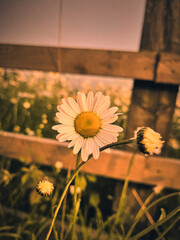 flowers on a wooden background