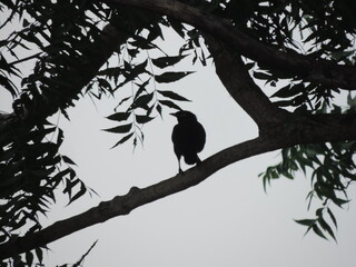 Beautiful birds in Anawillundawa Wetland Park, Sri Lanka 
