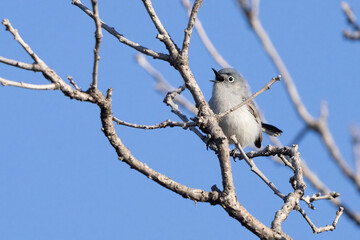 A wild blue-gray gnatcatcher perched in a tree in a park in Colorado.