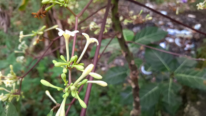 A close-up captures delicate white and yellowish papaya flowers and buds on a dark stem, surrounded by blurred green foliage in a garden setting