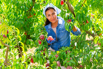 Positive female worker of orchard gathering harvest of ripe flat peaches