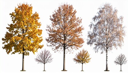 Set of Maple (genus Acer) and Birch winter frontal set street trees isolated png i