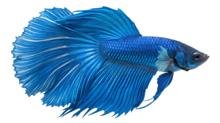 Stunning blue betta fish swims gracefully with its elegant, flowing fins and vibrant color against a transparent background.