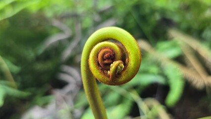 Close Up of Fiddlehead Fern in Tropical Forest