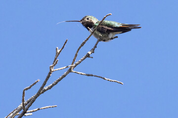 A wild broad-tailed hummingbird at a park in the Rocky Mountains of Colorado.