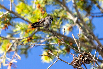 A wild broad-tailed hummingbird at a park in the Rocky Mountains of Colorado.