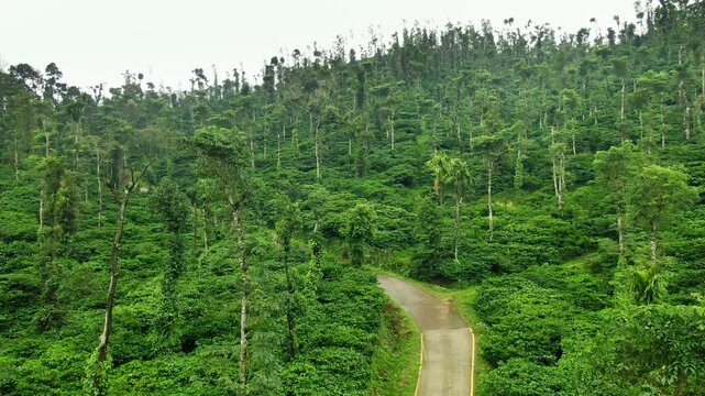 aerial drone view of plantation of coffee with coffee plants in various stages of growth in the cafetera area