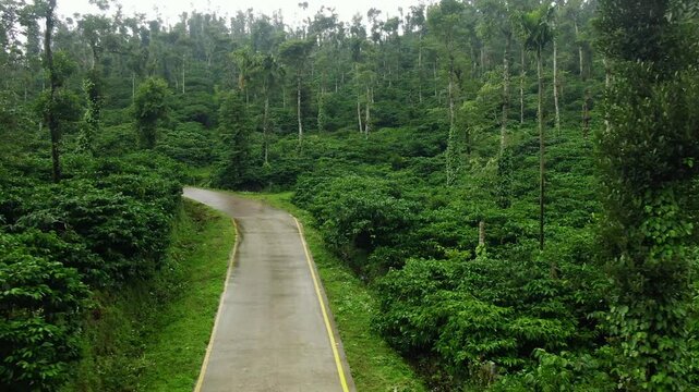 aerial drone view of plantation of coffee with coffee plants in various stages of growth in the cafetera area