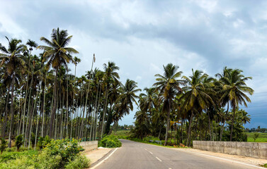sunny day on a road between field of coconut trees in south india