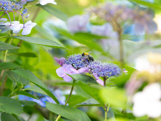 花粉まみれのクマバチと紫陽花