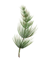 Single Equisetum Branch Featuring Abundant, Lush Green Needles for a Serene Visual Experience