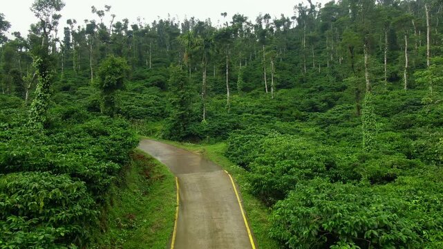 aerial drone view of plantation of coffee with coffee plants in various stages of growth in the cafetera area