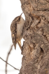 A wild brown creeper in a tree in a state park in Colorado
