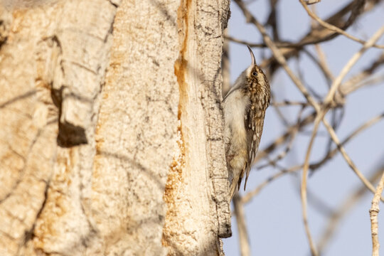 A wild brown creeper in a tree in a state park in Colorado