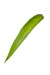 single green leaf isolated on white background