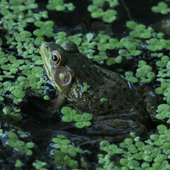 frog in the pond