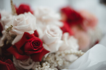 Red Roses Close Up
